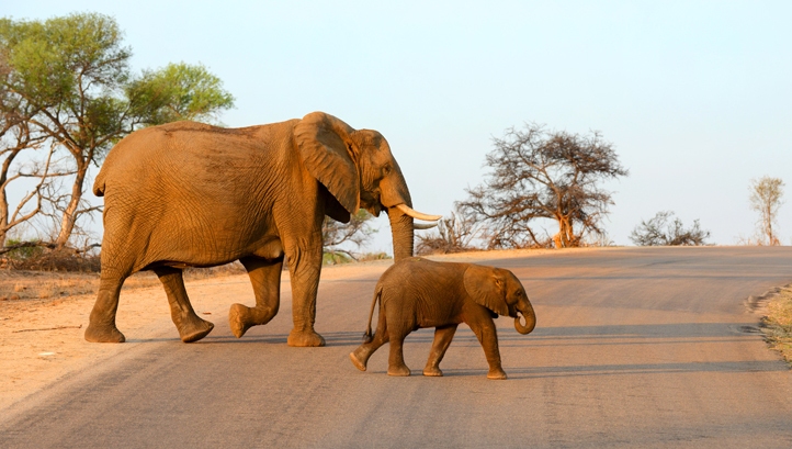 Illegal wildlife trade: if we don't act today, endangered animals won't be here tomorrow